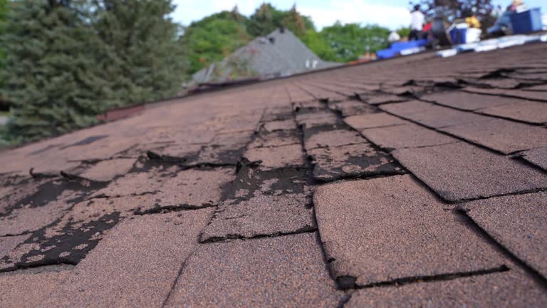 Best Roof Moss and Algae Removal  in Havre, MT